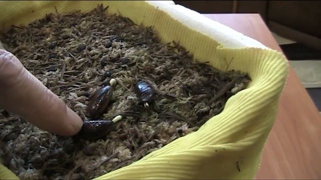 Маракуйя Северная - Важна Температура Проращивания смотреть онлайн