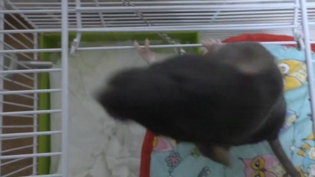 Как уговорить маму купить крысу, морскую свинку, хомяка? ХОМКИ. смотреть онлайн