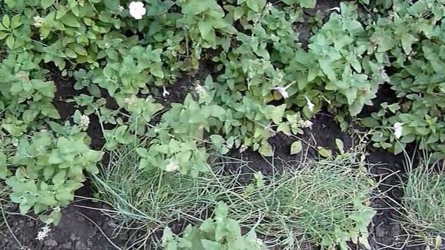 Мелисса или Котовник кошачий