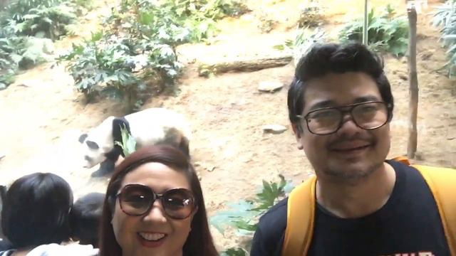 An An the male panda at Ocean Park. - Julius and Tintin Babao смотреть онлайн