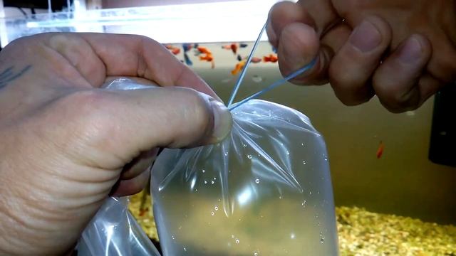Как завязать пакет для транспортировки рыбок + бонус Как развязать пакет смотреть онлайн