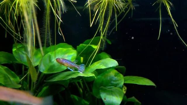 Пельвикахромисы и киллифиш | Pelvicachromis taeniatus "Nigeria Red", killifish and other смотреть онлайн