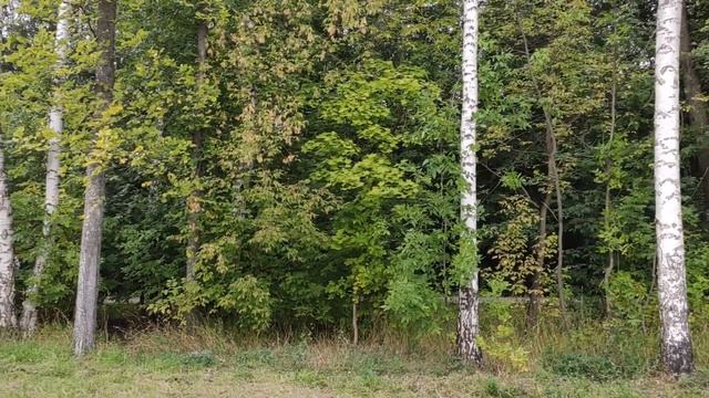 Москва. Микрорайон Северный. Парк Долгие пруды. смотреть онлайн