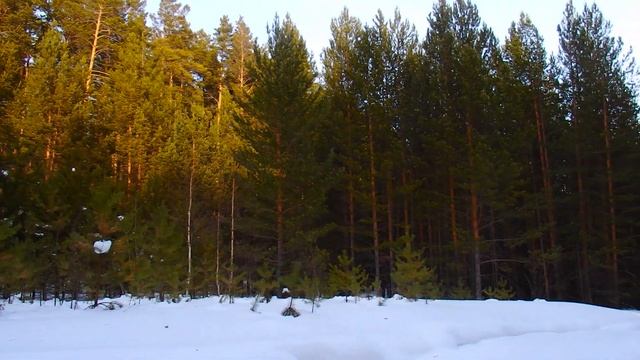 Южный Урал ! Весенний лес ! Гуляю разговор про погоду ! Лето - Зима как определить погоду по лету смотреть онлайн
