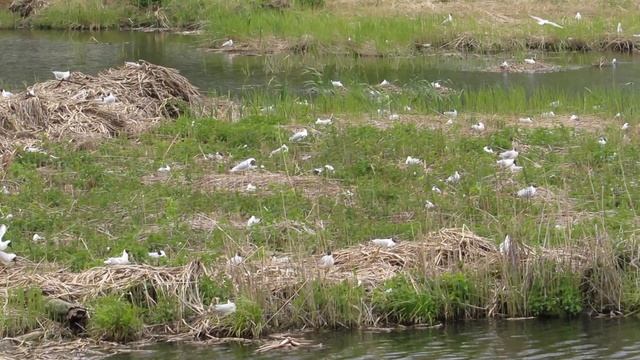 Гнездовая колония озерных чаек (Larus ridibundus) смотреть онлайн