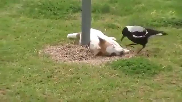 Собака и ворона смотреть онлайн