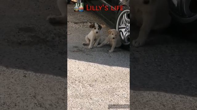 Cute puppies?Милые дворняшки.#Shorts смотреть онлайн