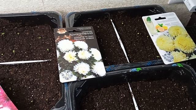 4 апреля. Всходы хризантеллы.