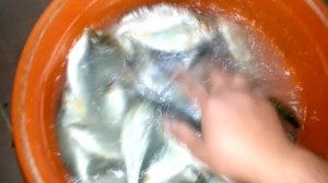 Как правильно солить рыбу. Засолка рыбы. Осторожно - червь солитер!