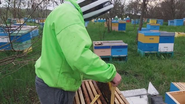 Работа с рутовскими ульями, делаем отводки просто быстро. смотреть онлайн