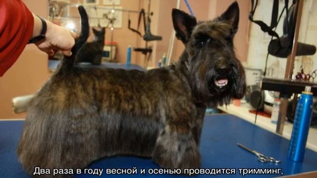 Скотч терьер: описание шотландской породы смотреть онлайн