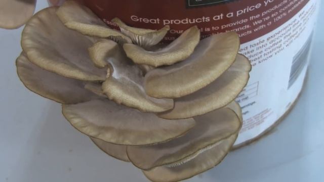 Growing Mushrooms In A Coffee Can! смотреть онлайн