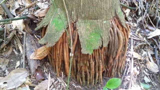Bangalow Palm or King Palm - Eat the Fruit of this Australian Native смотреть онлайн