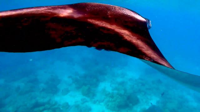 Manta Ray in Raa Atoll, Maldives смотреть онлайн