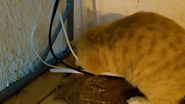 Кот Абрикос смотреть онлайн