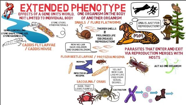 THE SELFISH GENE The Selfish Gene Chapter 13: The Long Reach Of The Gene (by Richard Dawkins)