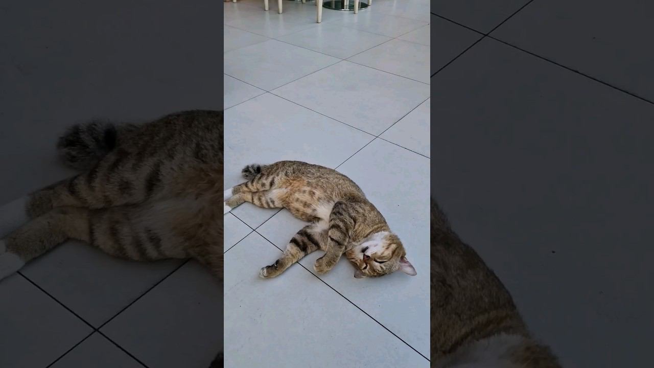 Фауна Таиланда#жизньвовремяпутешествий #песковыпутешествуют #пхукет2024 смотреть онлайн