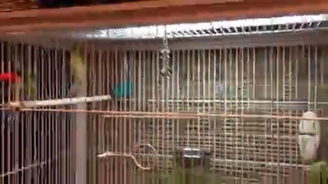 Кенар "Шустрый" готов к спариванию. смотреть онлайн