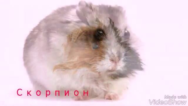 Какое ти животное по знаку гороскопа? смотреть онлайн