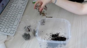 Комнатные растения Размножаю черенками Аихризон