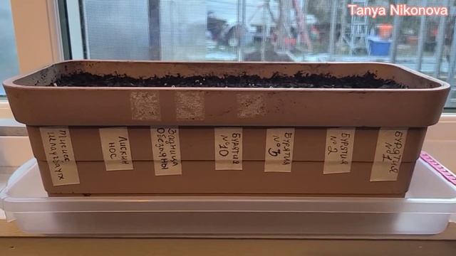 Как всходят семена ТОМАТОВ. Стоит ли сеять в тяжёлый грунт? смотреть онлайн