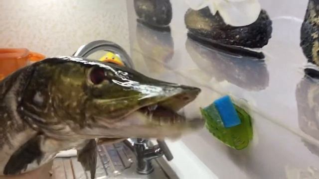 Поющая Щука. На песню группы Ленинград. смотреть онлайн