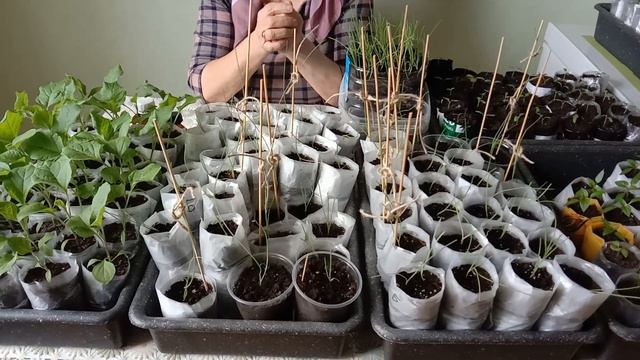 РАССАДА. ПОДКОРМКА И РАЗМЫШЛЕНИЯ О ПРОБЛЕМАХ. Баклажаны, помидоры, перец, лук "эксибишен" смотреть онлайн