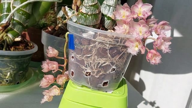 Цветение Clowesia Jumbo Grace. Пусть не букетное, но отнюдь не менее красивое! Орхидея катасетум смотреть онлайн