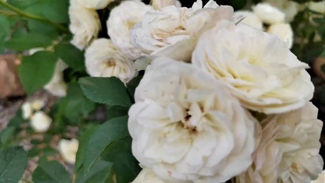 роза Букет парфе смотреть онлайн