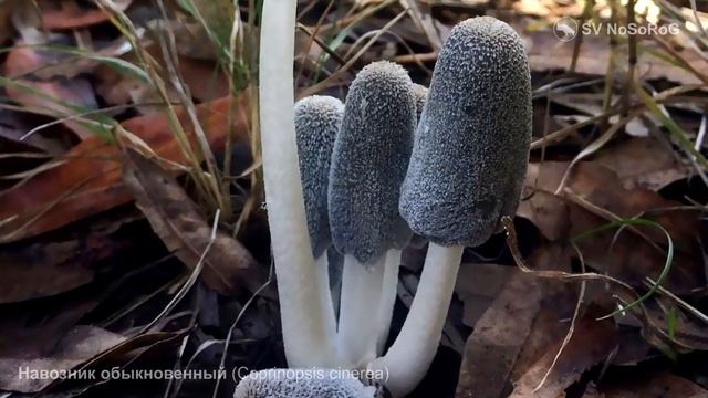 Навозник обыкновенный (Coprinopsis cinerea) смотреть онлайн