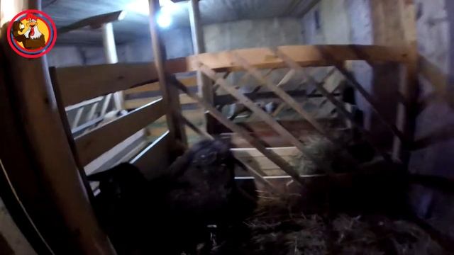 Синички любят сало, красуля ждет смотреть онлайн