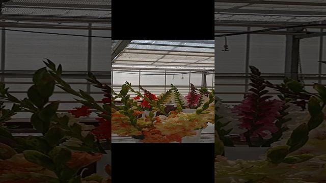Выставка гладиолусов-1 смотреть онлайн