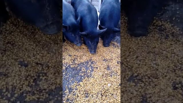 Дюрнамцы.Помесь Дюрка с Вьетнамцем. смотреть онлайн