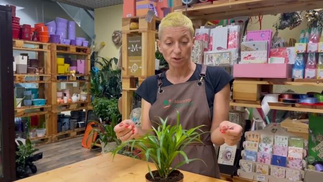 Драцена Анита - элегантное комнатное растение. Обзор сорта драцены