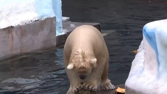 Медвежонок Ростик и тыква. За игрушки и еду смело я в воду пойду смотреть онлайн