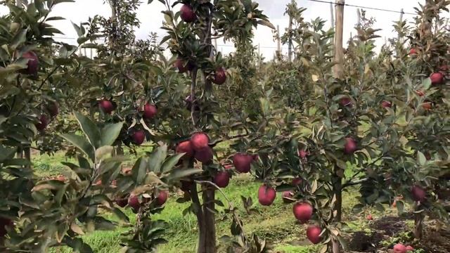 Starkrimson - zbiory jabłek 2018r. [odmiany jabłoni / apple variety] смотреть онлайн