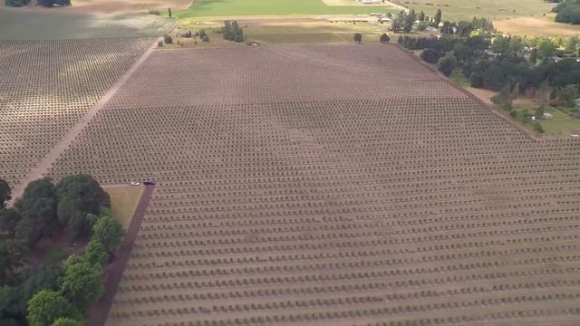 Фундук сад. Орегон Ст Сейнт Сейлем Орегон! Hazelnut Orchard State St Salem Oregon смотреть онлайн