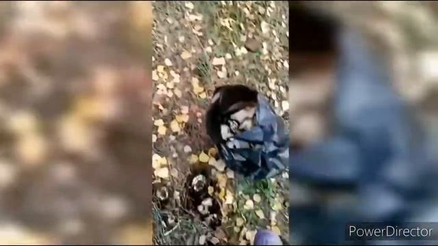 Поход за грибами... смотреть онлайн