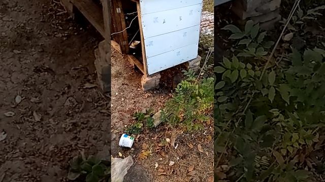 Маленькие енотики играют смотреть онлайн