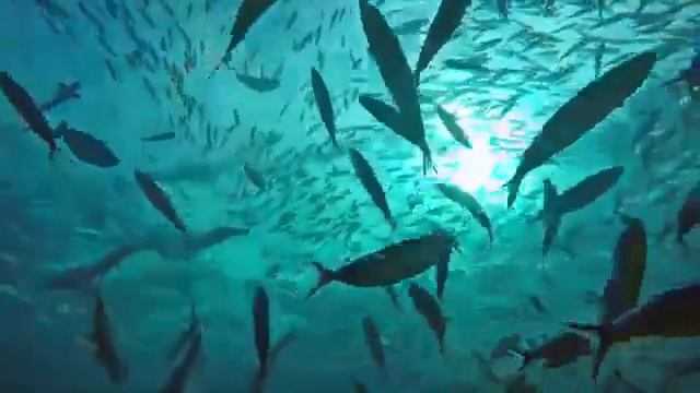 Роберт Адамс. 087. Призывая имя Бога. NikOsho. смотреть онлайн