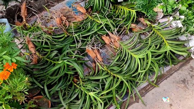 Winter Season Flower Plants Saplings Rose Garbera Bougainvillea Poinsettia At Flower Plants Market смотреть онлайн