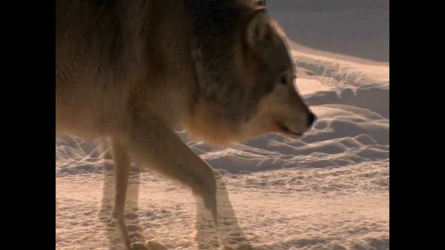 Волки не двигался несколько дней. Заглянув под них люди заплакали! смотреть онлайн