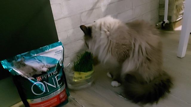 Видеопривет от выпускника Эрика, возраст 4 года, г. Краснокамск, Пермский край. смотреть онлайн