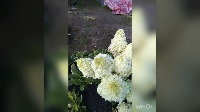 Геркулес метельчатая гортензия