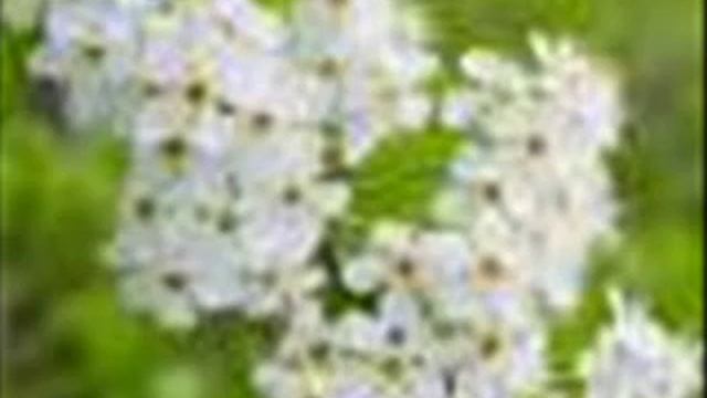 Волшебная медитация 10 мин. смотреть онлайн