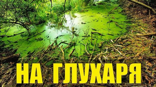 ЛЮДИ НА БОЛОТЕ ПРОКЛЯТОЕ МЕСТО НА ГЛУХАРЯ С СОБАКОЙ НА ТОКУ С МЕЛКАШКОЙ В ТАЙГЕ СЛУЧАЙ В ЛЕСУ смотреть онлайн