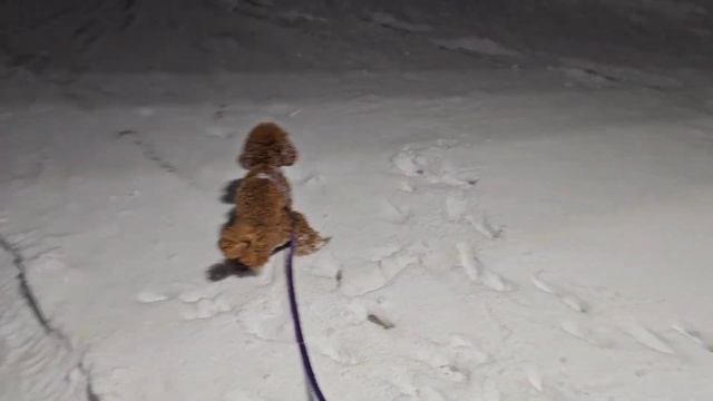 Перестала наступать НА ЛАПКИ 😭/ЧТО С ПЕРСИ? /почему мы пропали?!откуда ХАСКИ? )) смотреть онлайн