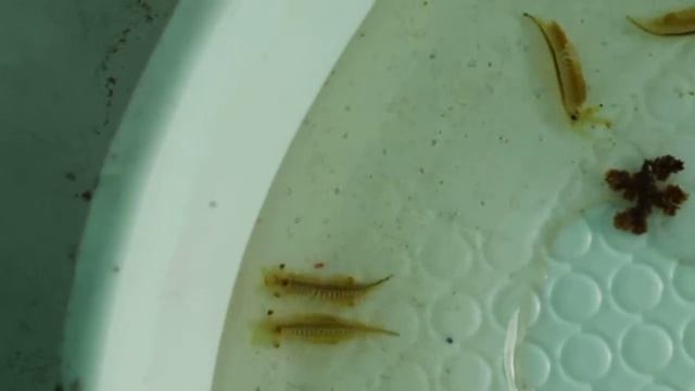 Реликтовый жаброногий рачок Polyartemia forcipata. Fairy shrimp. смотреть онлайн