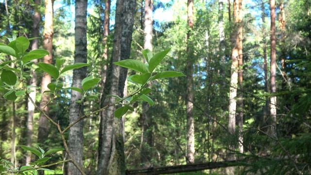 Успокаивающие звуки природы для сна. 12 часов звука живого леса и ветра.
