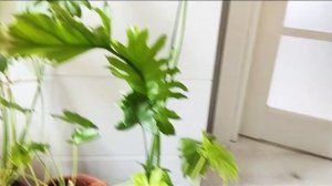 Филодендроны кустовые. Обзор сортов Атом, Шангри Ла,  Ксанаду, Биркин.